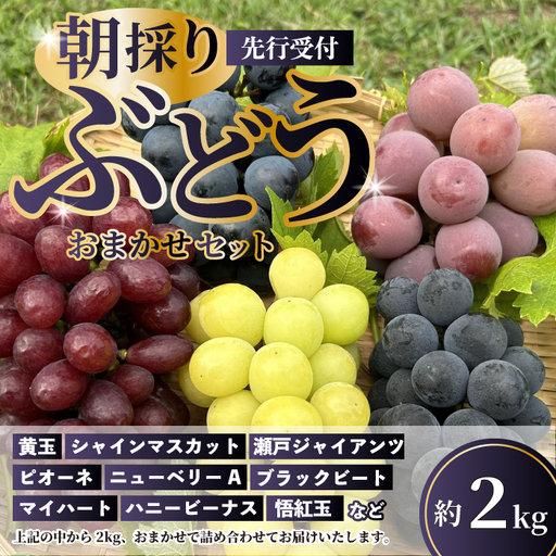 先行受付】久和田農園の朝採り ぶどう 詰め合わせ 2kg 葡萄 ブドウ