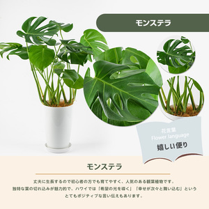 2026年3月上旬～発送【観葉植物】モンステラ50cm～70cm Green Farm M