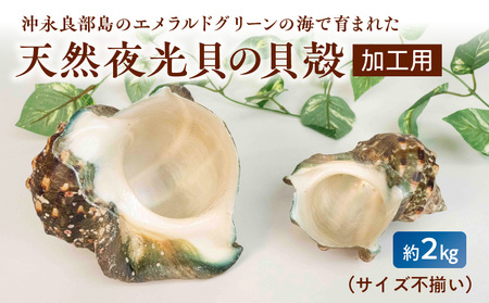 沖永良部島の天然夜光貝の貝殻（加工用）2キロ サイズ不揃い W061-002u