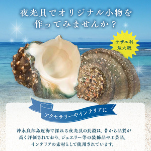 沖永良部島の天然夜光貝の貝殻（加工用）2キロ サイズ不揃い W061-002u