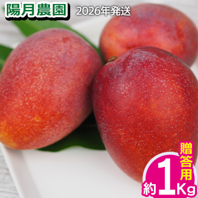 2026年発送【陽月農園】 贈答用マンゴー 約1kg フルーツ 果物 期間限定