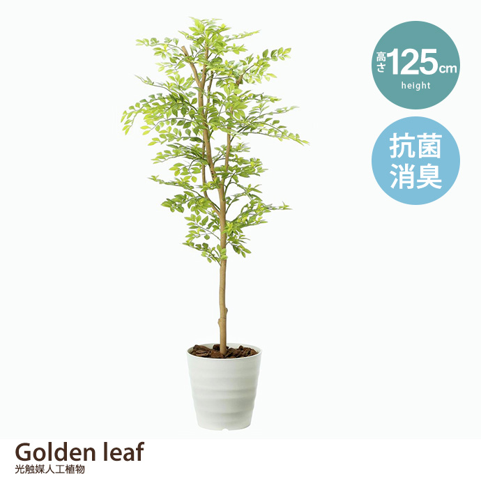 g46031]シーグレープ1.6 観葉植物 | 家具・インテリア通販は家具350