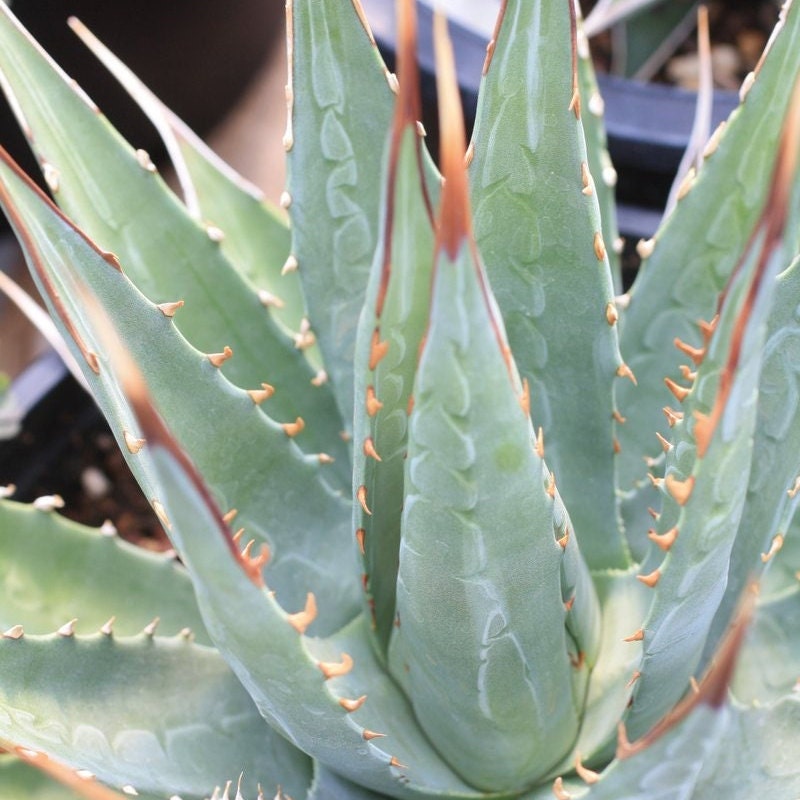 Agave parryi x utahensis 'OR Hybrid' COLD HARDY – Desertscape Nursery