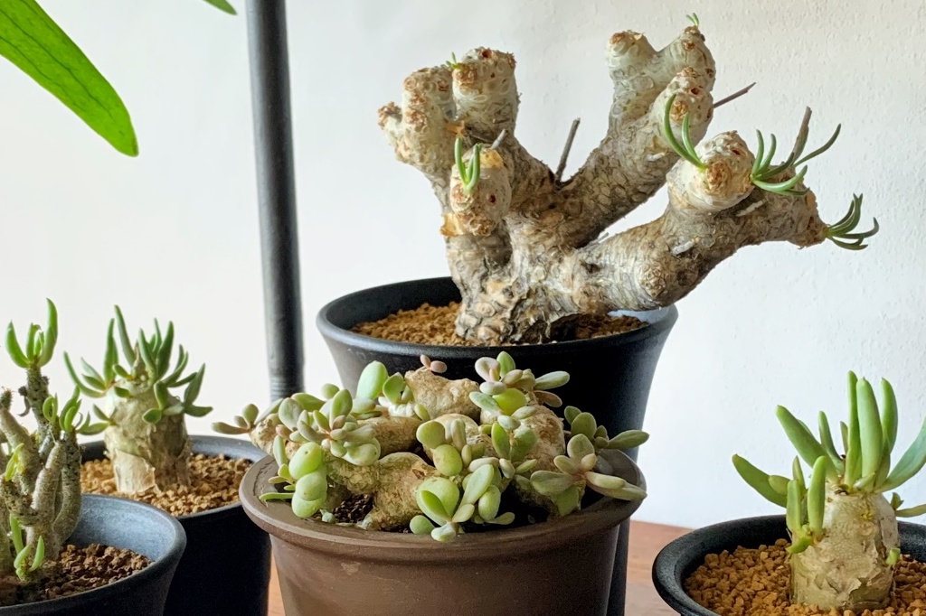 秋から春にかけて生育する冬型の塊根植物のなかでも人気の「チレコドン