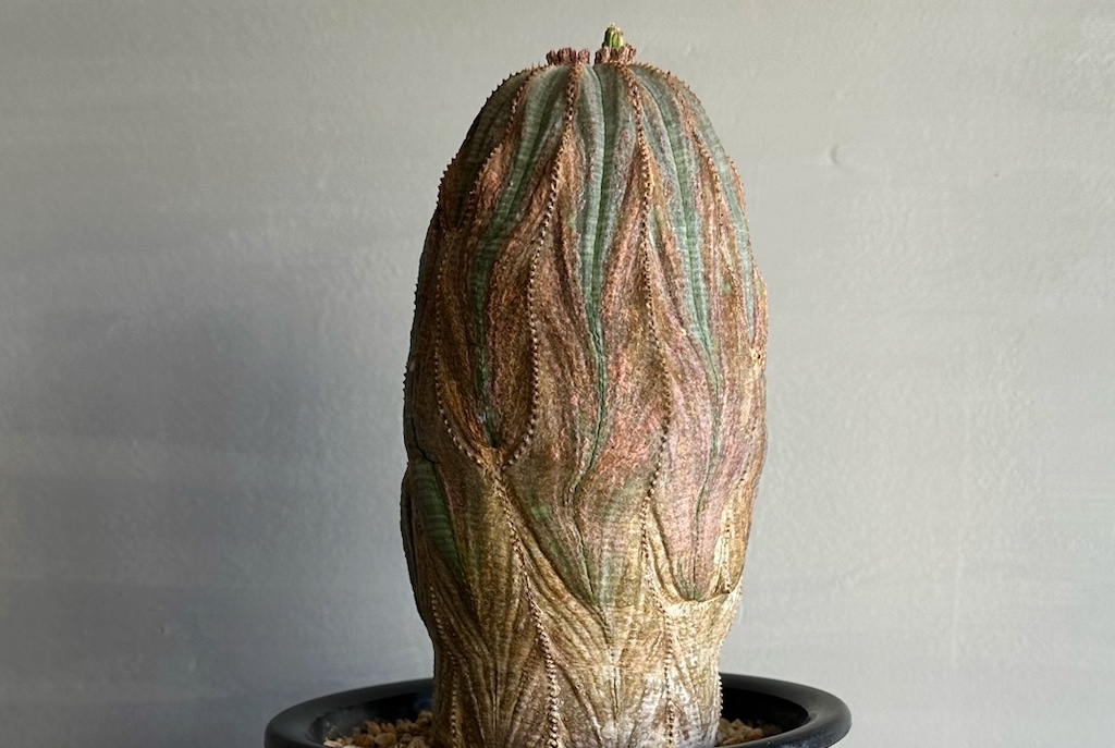 まさに珍奇植物。「木質化」という経年変化が楽しめるユーフォルビア