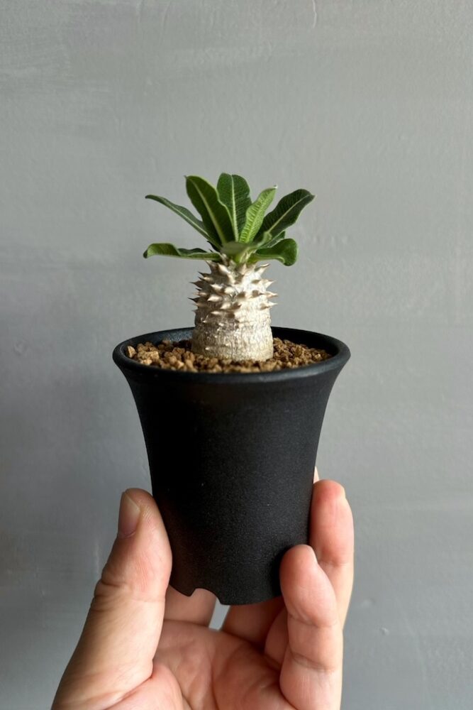 特徴的な縮れ葉を持つ塊根植物「パキポディウム・タッキー」 | Dig-it