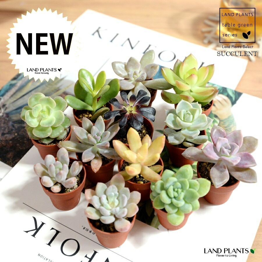 dショッピング |【1号苗×3鉢】 多肉植物 1号 （おまかせ品種 × 3鉢