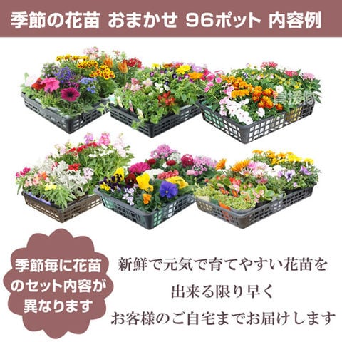 dショッピング |花苗 セット 季節の花 おまかせセット 96ポット 1187