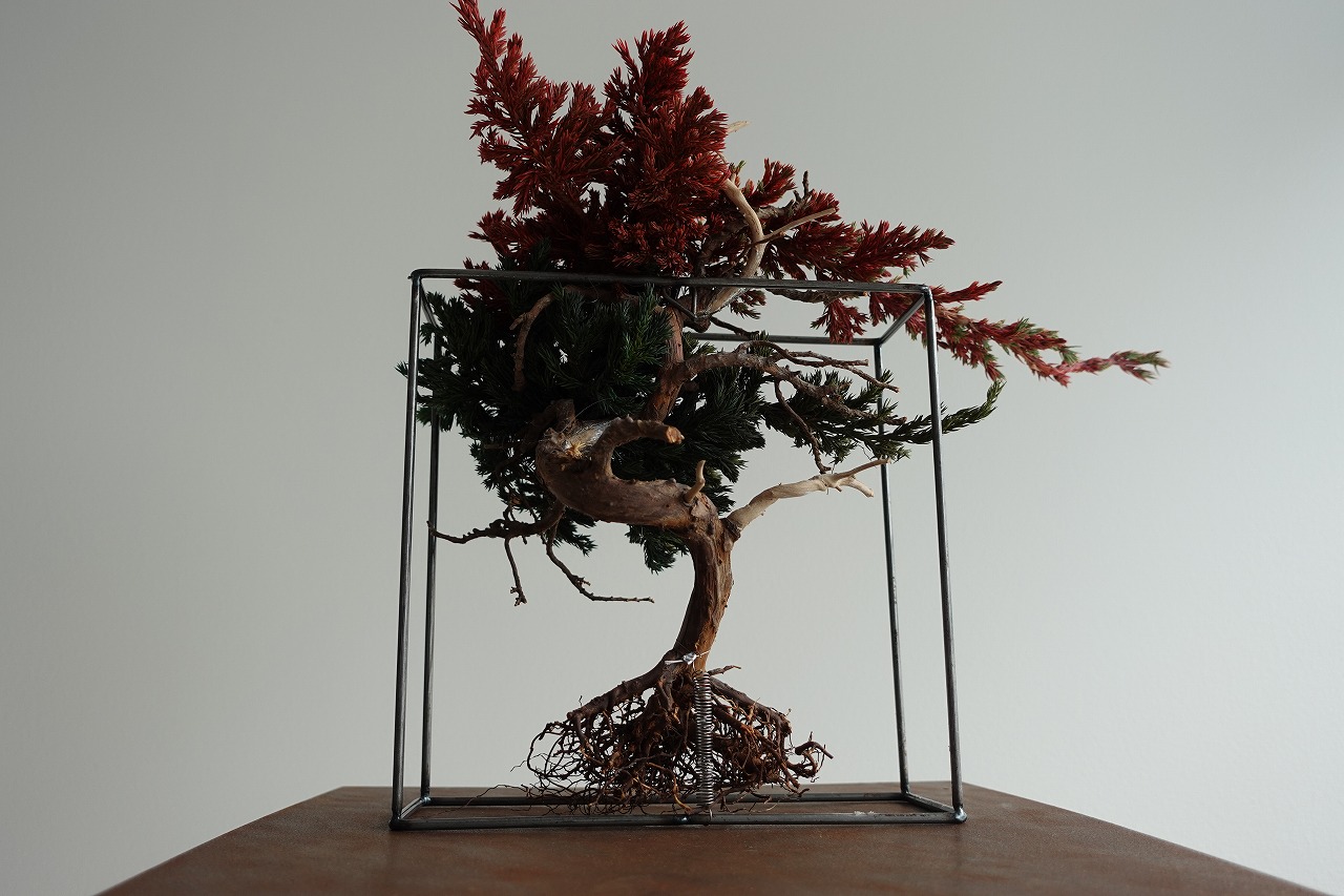 ドライ盆栽【フレーム・スリム】 DRY BONSAI | DRY BONSAI｜ドライ盆栽