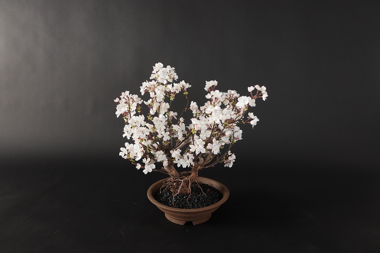 ドライ盆栽【桜】 DRY BONSAI | DRY BONSAI｜ドライ盆栽｜枯れ盆栽