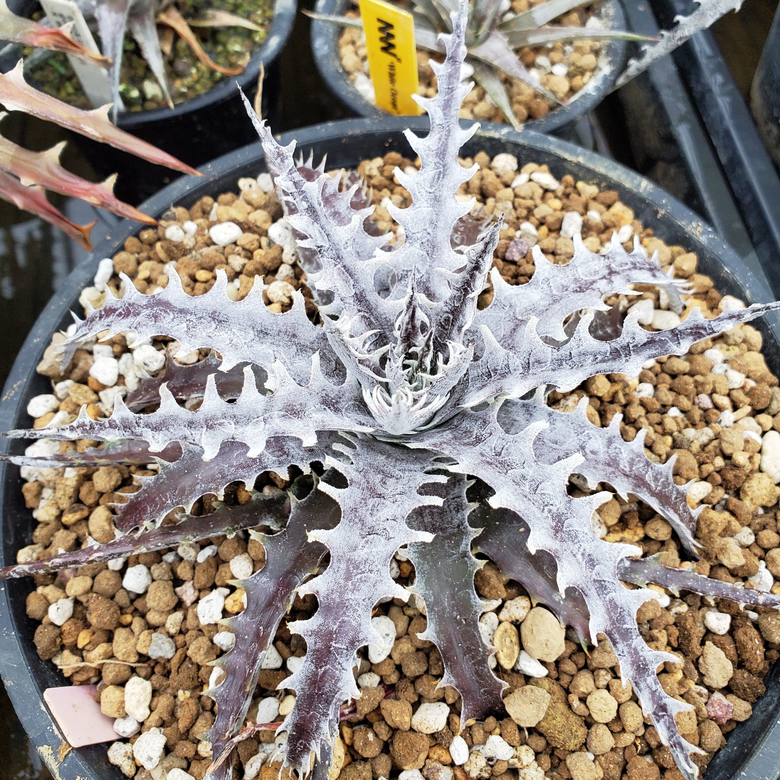 ディッキア：Dyckia 'Mercury' F2：PSB007 | Dyckia Maniax