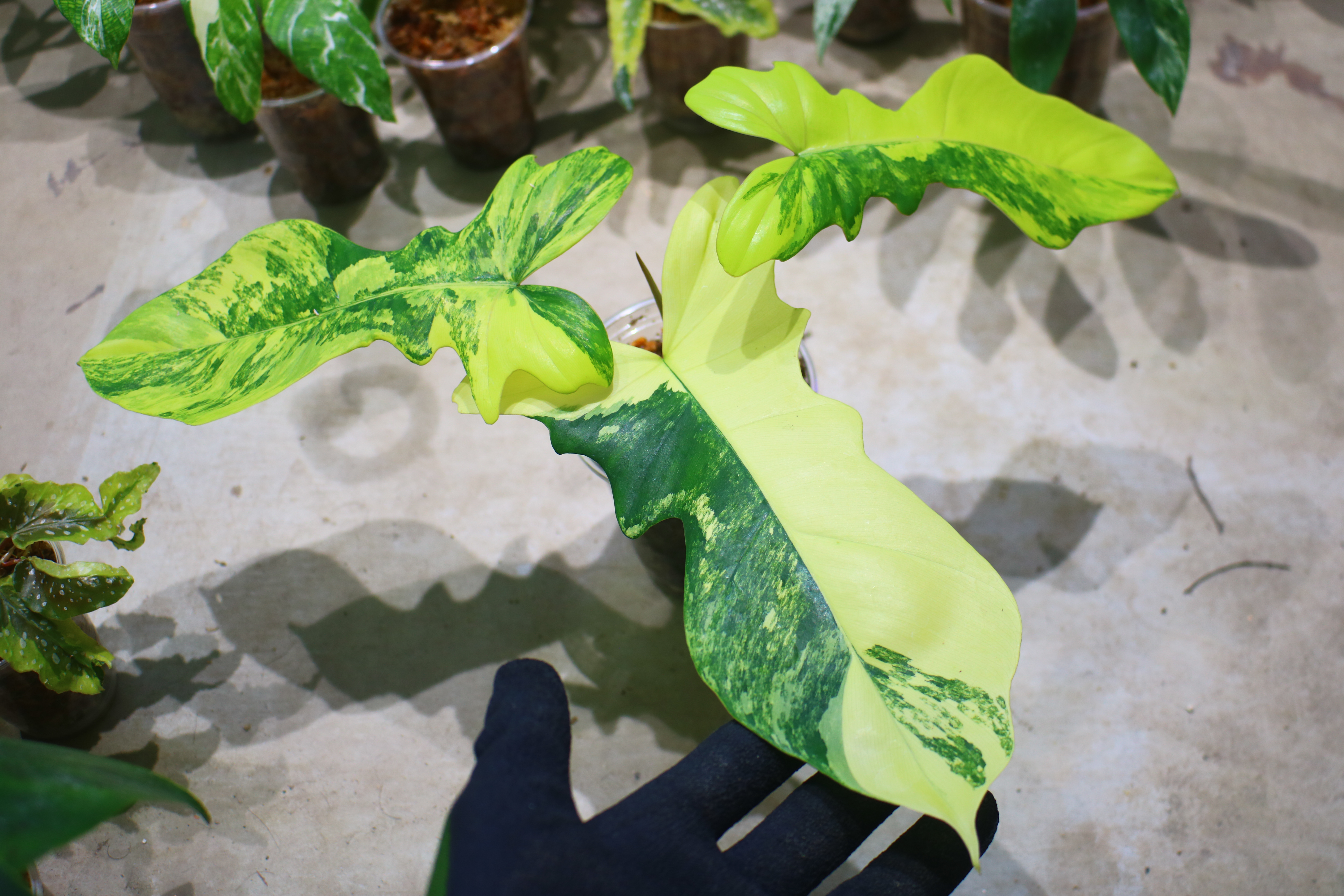 🦍-TGK-r70330-🦍/フィロデンドロン 'キティナ'/ Philodendron 'Kitina
