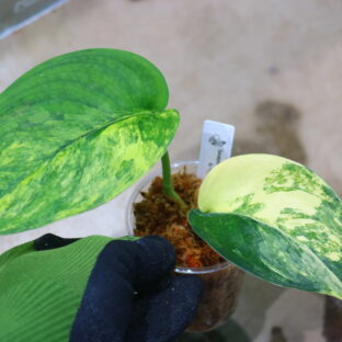 スキンダプサス | 珍しい熱帯植物｜THE GREEN KONG
