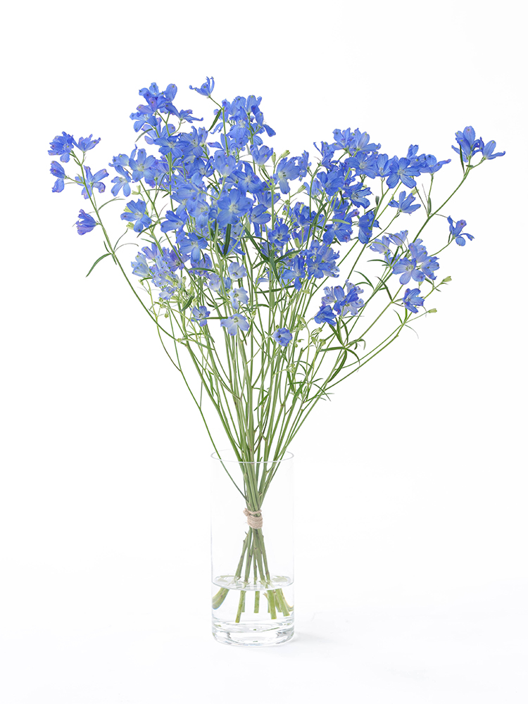生花】スプレーデルフィニウム グランブルー【青/50cm/愛知県