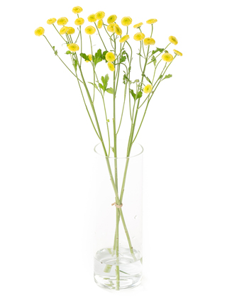生花】マトリカリア(八重咲き) ダブルラテ【白/50cm/千葉県】｜Flower