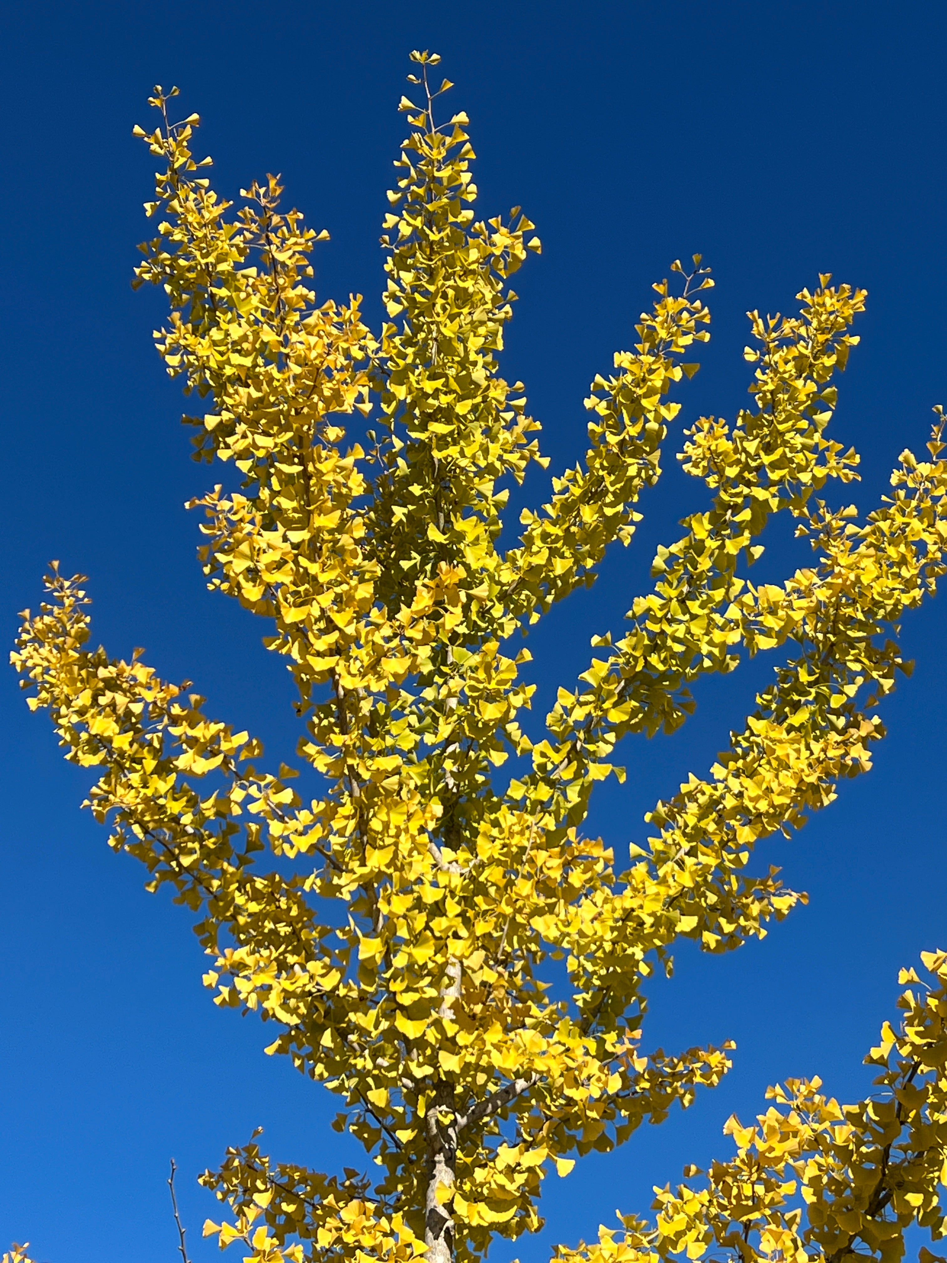 Ginkgo 10 Seeds Ginkgo biloba – R&B Floridaseeds