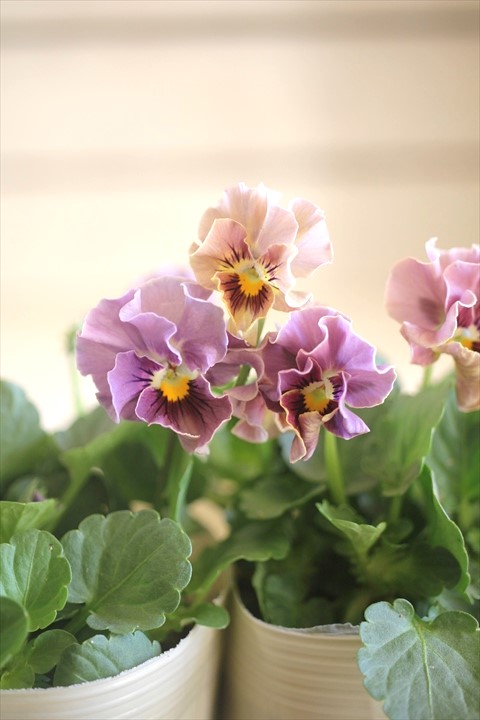 ビオラエマーブルスタイリッシュグレイ ジャンクガーデン 寄せ植え 花苗