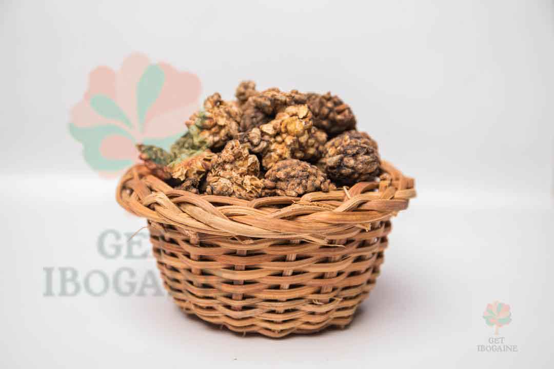 イボガインを入手 | Voacanga Africana Seeds