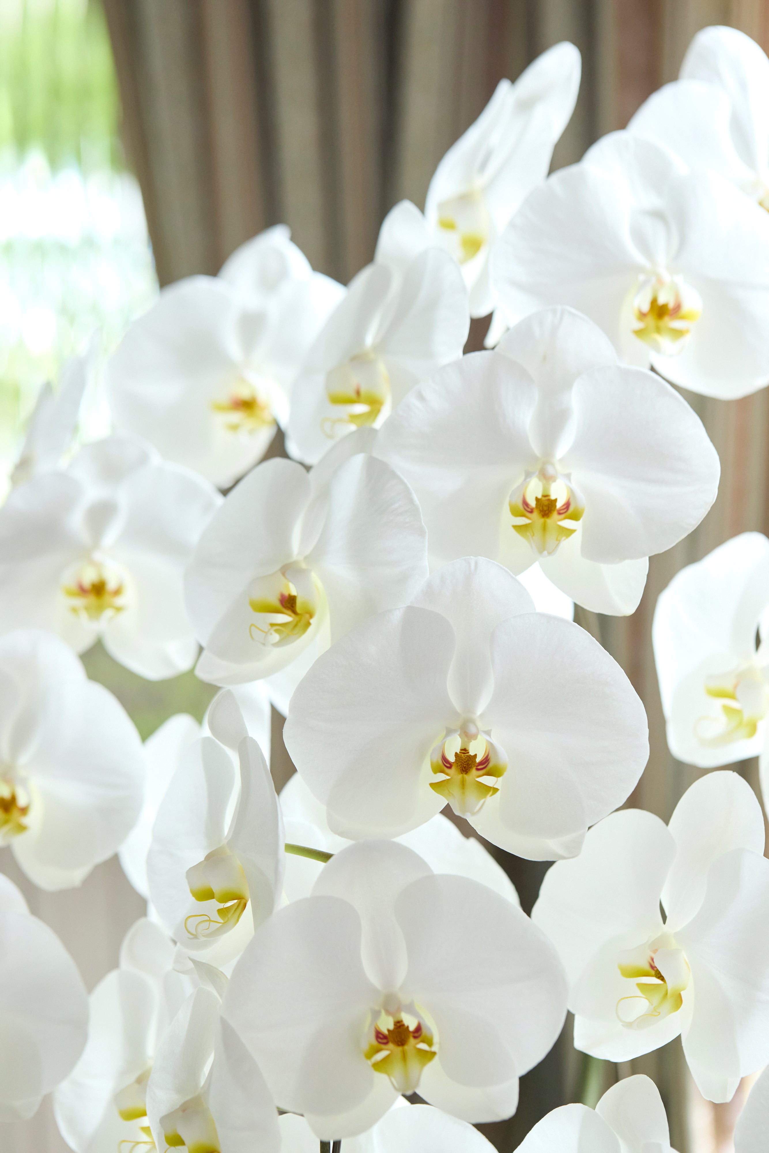 Timeless White（胡蝶蘭白5本立） I 花鉢-ゴトウフローリスト