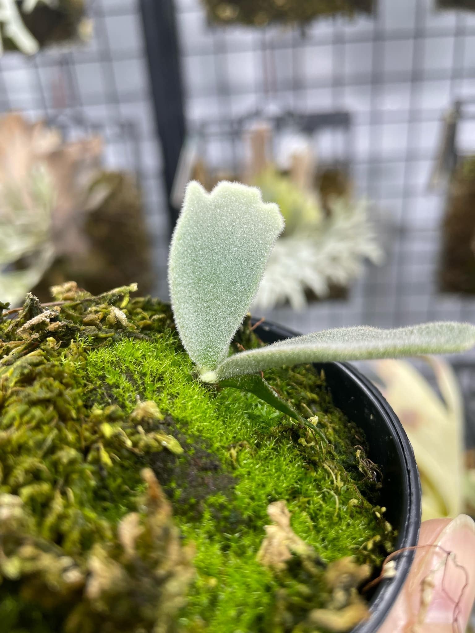 Platycerium Willinckii Pup - Collectible & Easy Care – HCorchids