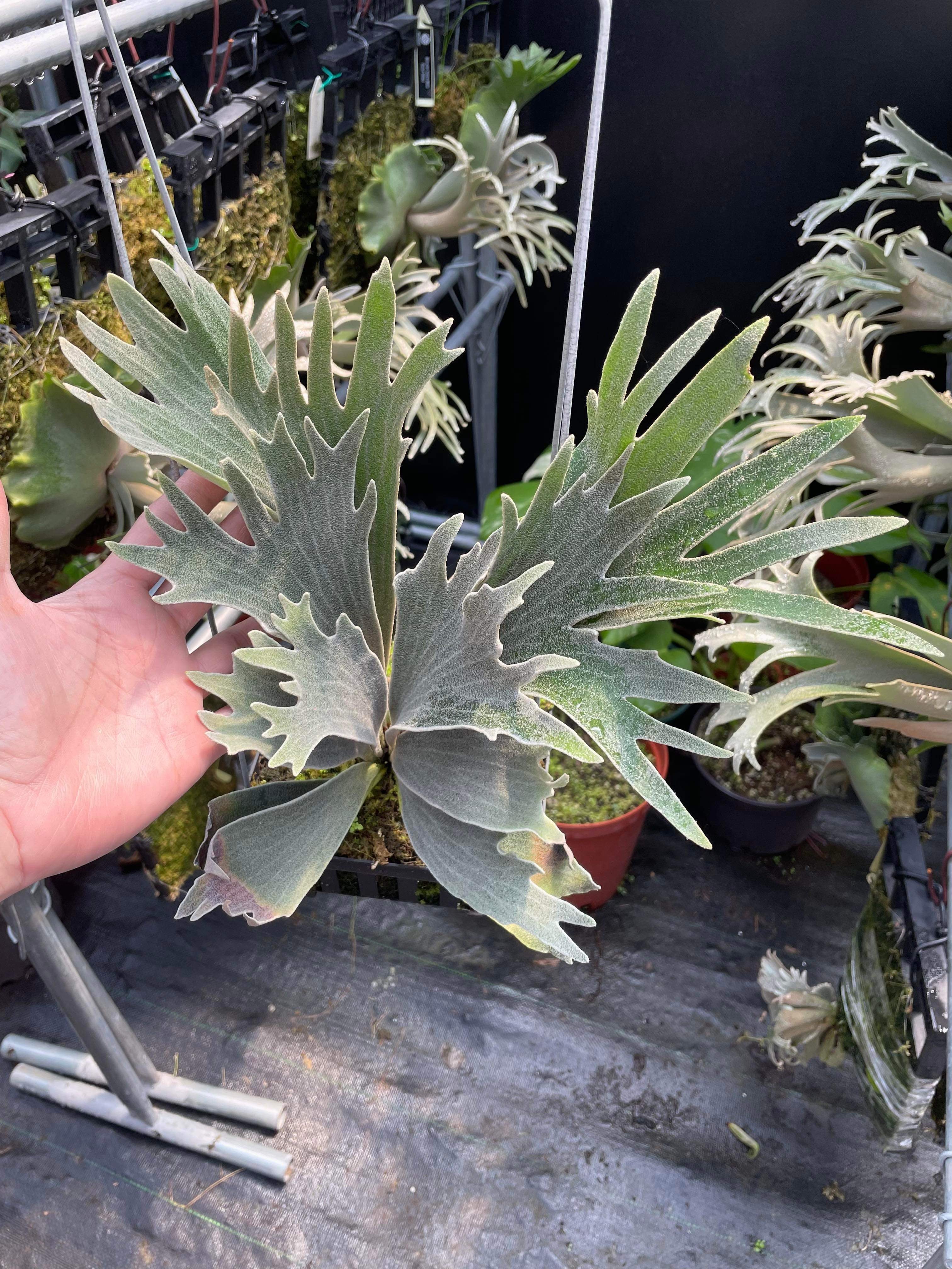 Willinckii Spur Dwarf Plant for Sale | Rare Indoor Collectible