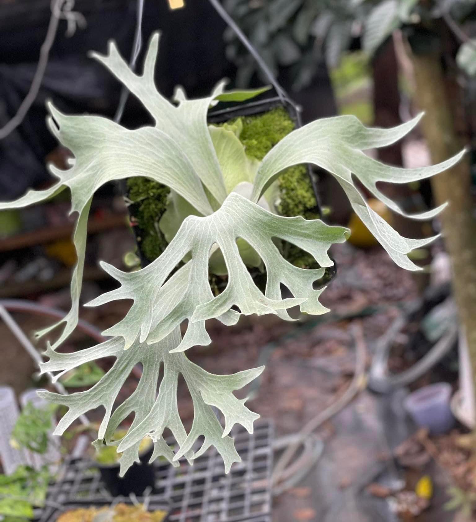 Buy Platycerium Ginka - Rare Collectible Plant | Shop Now – HCorchids