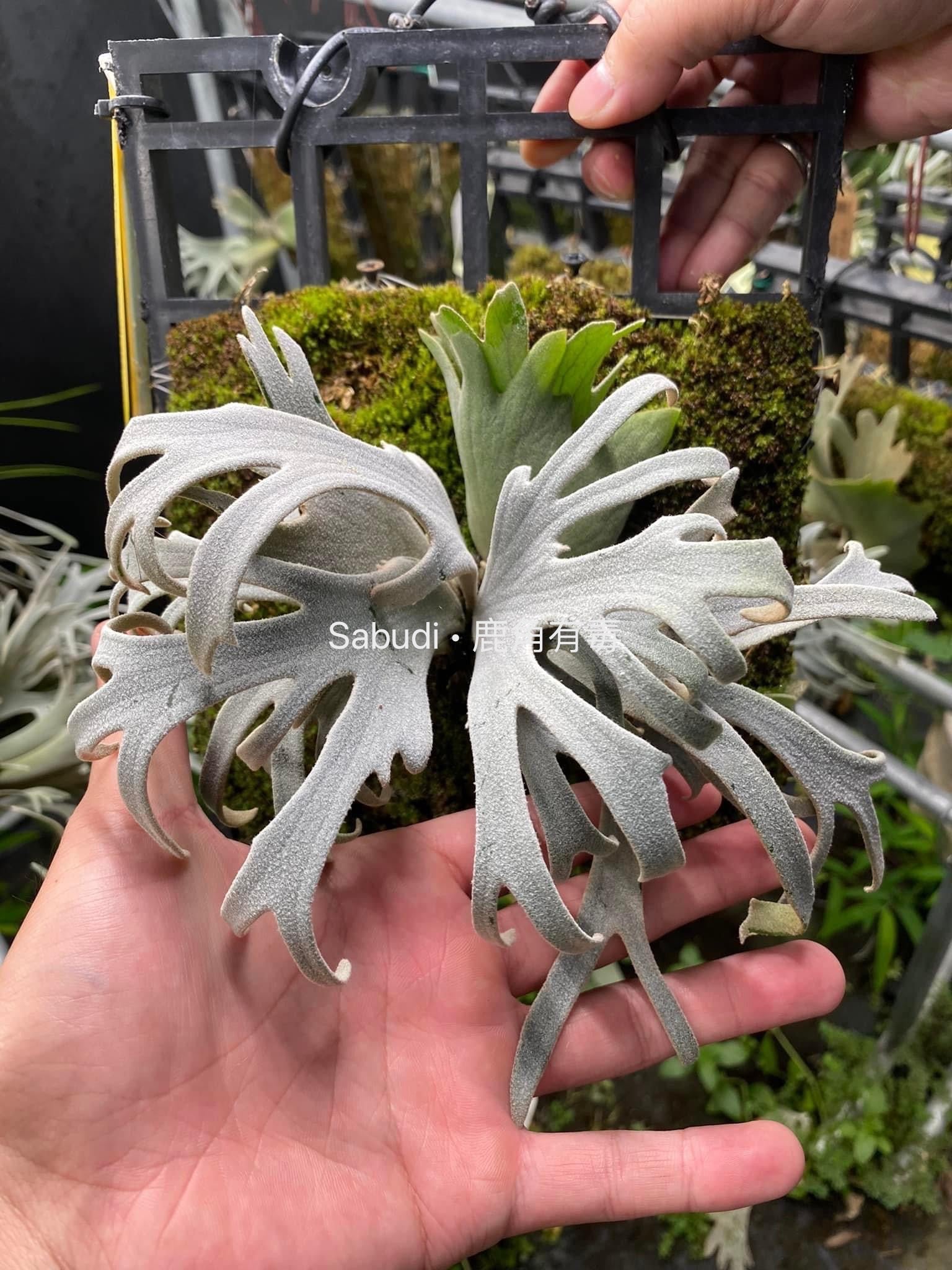 Platycerium Willinckii Pup - Collectible & Easy Care – HCorchids