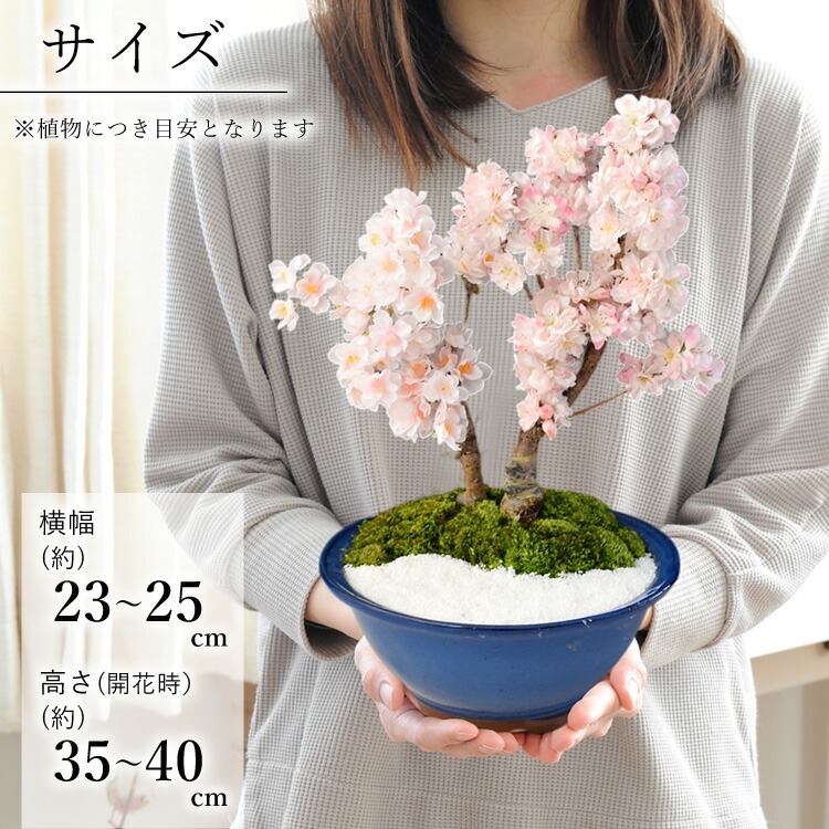 桜 盆栽 花芽付 創作盆栽～旭山桜＆南殿桜2本植え～ 万古焼手造り 2/1
