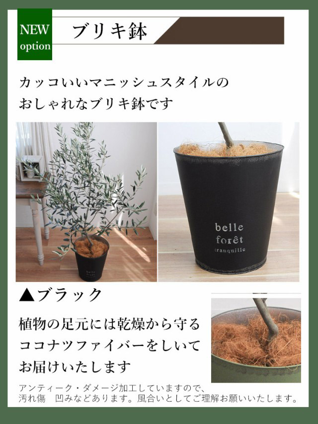 鶴亀園さんの香川オリーブの木 7号鉢 ＜黒ブリキ鉢でお届け