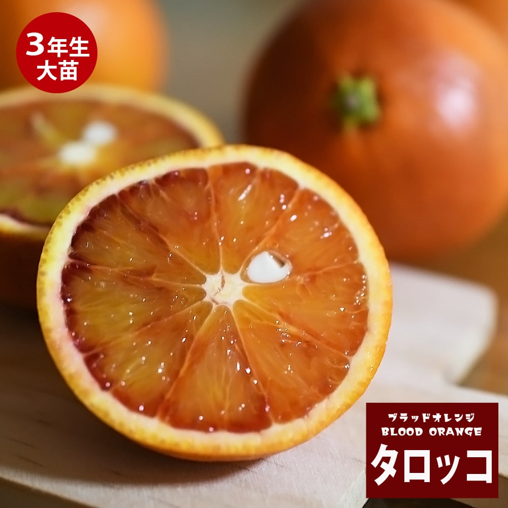 タロッコ ブラッドオレンジ 苗 販売 苗木部 By 花ひろばオンライン