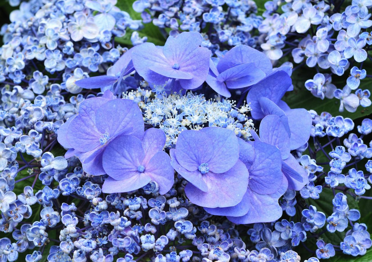かわいい花びらが特徴のオタフクアジサイの歴史は古い