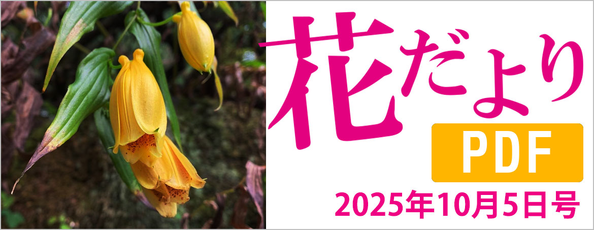 箱根湿生花園【公式】SHISSEIKAEN