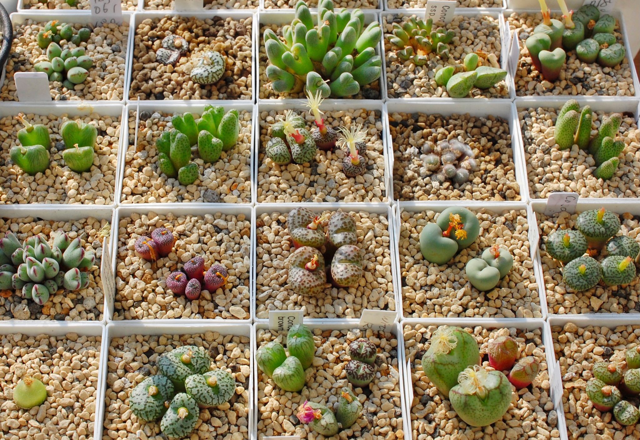 コノフィツム属の色々な品種と育て方のコツをタイプ別にご紹介【もう