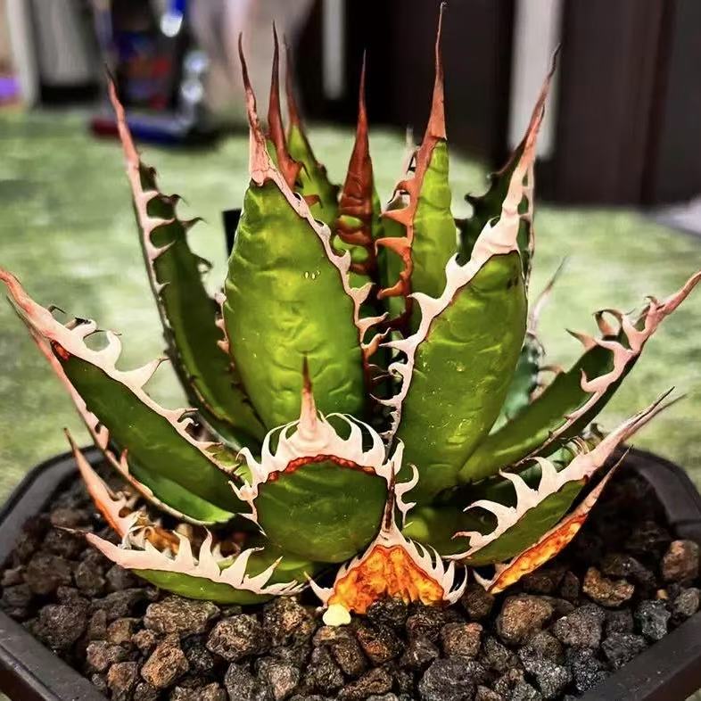 Agave horrida for sale - HappyForestStore