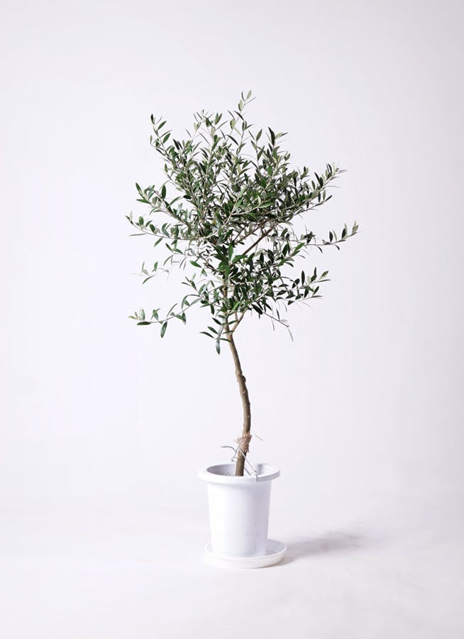 観葉植物 オリーブ 7号 創樹 エディラウンド 黒 付き | 観葉植物なら