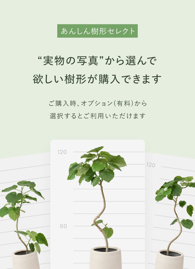 観葉植物 シュロチク（棕櫚竹） 8号 プラスチック鉢 | 観葉植物なら