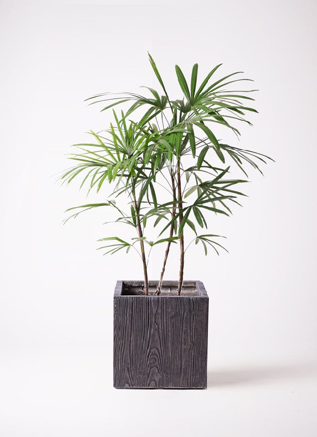 観葉植物 シュロチク（棕櫚竹） 8号 ベータ キューブプランター ウッド