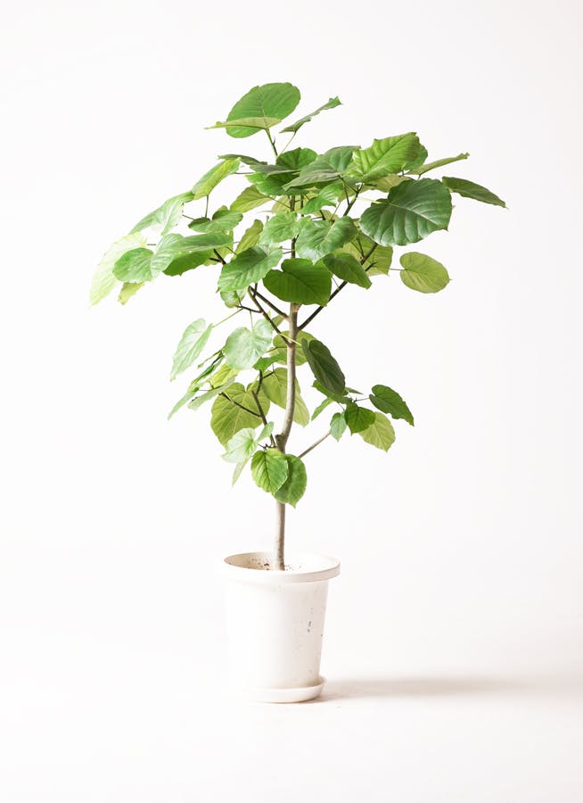 観葉植物 フィカス ウンベラータ 8号 ノーマル ラッシュバスケット