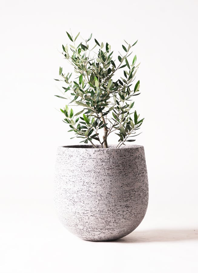 オリーブの木 6号 | 観葉植物 | 送料無料でお届け - Hitohana（ひとはな）