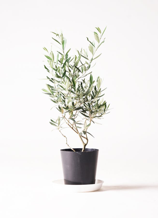 オリーブの木 チプレッシーノ | 観葉植物 | 送料無料でお届け
