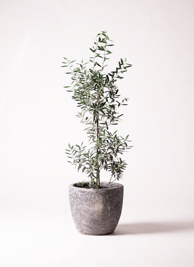 オリーブの木 チプレッシーノ | 観葉植物 | 送料無料でお届け