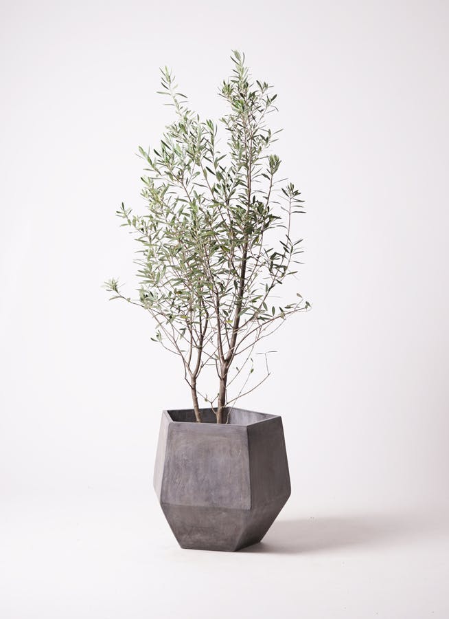 グレーの鉢カバー付きの観葉植物 10号 | 観葉植物の鉢ならHitoHana