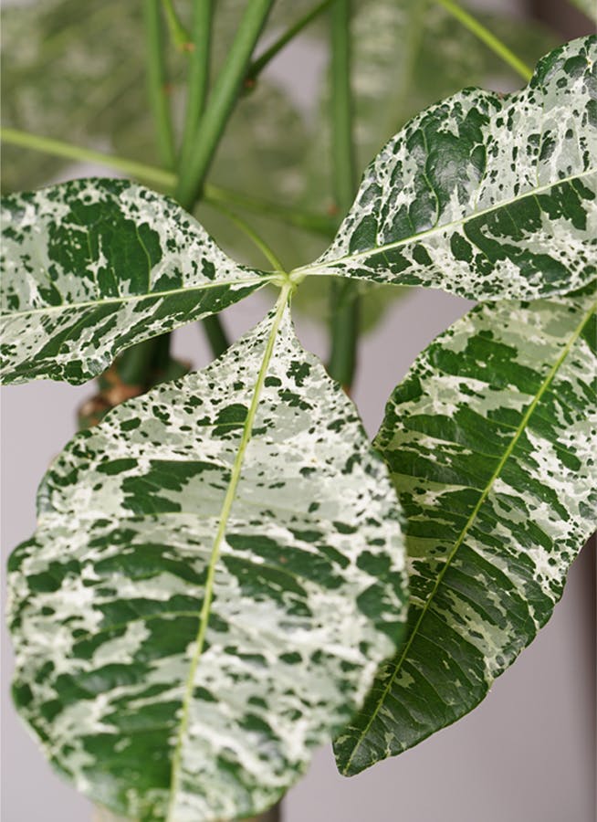 観葉植物 パキラ 10号 朴 斑入り ブリティッシュキューブ 付き | 観葉