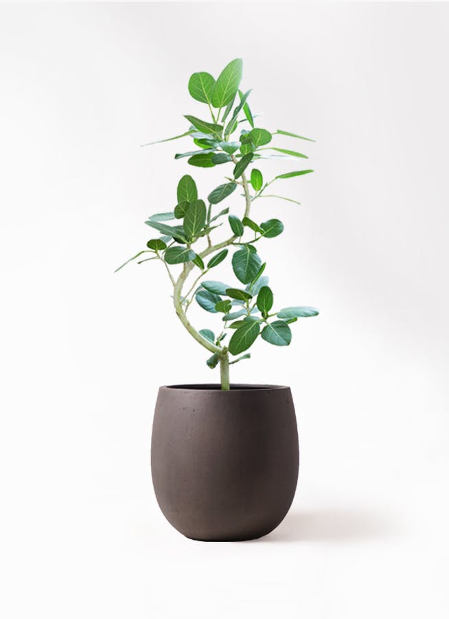 フィカス ベンガレンシス | 観葉植物の通販ならHitoHana