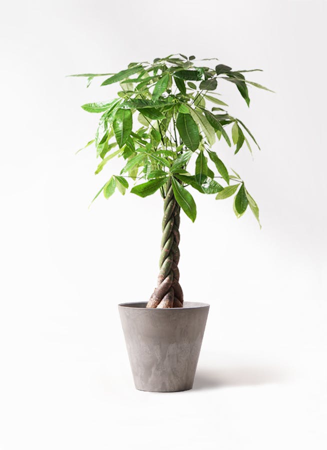 観葉植物 パキラ 8号 ねじり アートストーン ラウンド グレー 付き