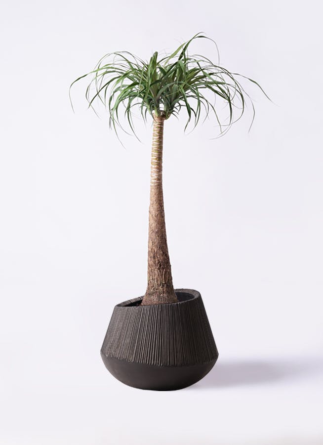 観葉植物 トックリラン ポニーテール 8号 エディラウンド 黒 付き