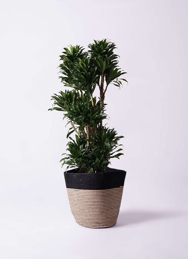 ドラセナ コンパクター | 観葉植物通販HitoHana(ひとはな)