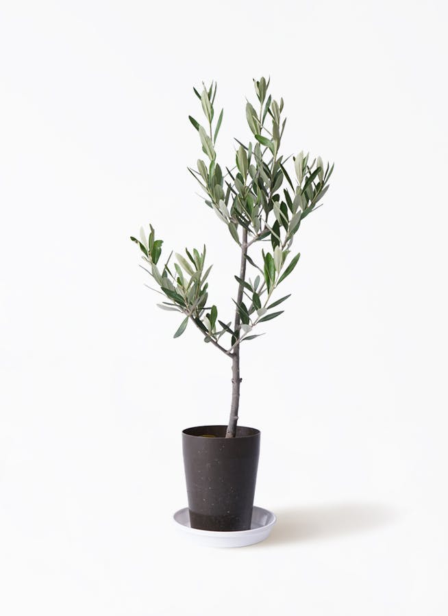 観葉植物 オリーブの木 3号 創樹プラスチック鉢 | 観葉植物なら