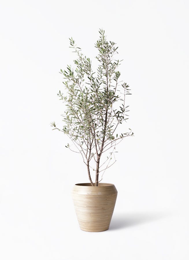 観葉植物 オリーブの木 10号 チプレッシーノ アルマ ミドル 付き