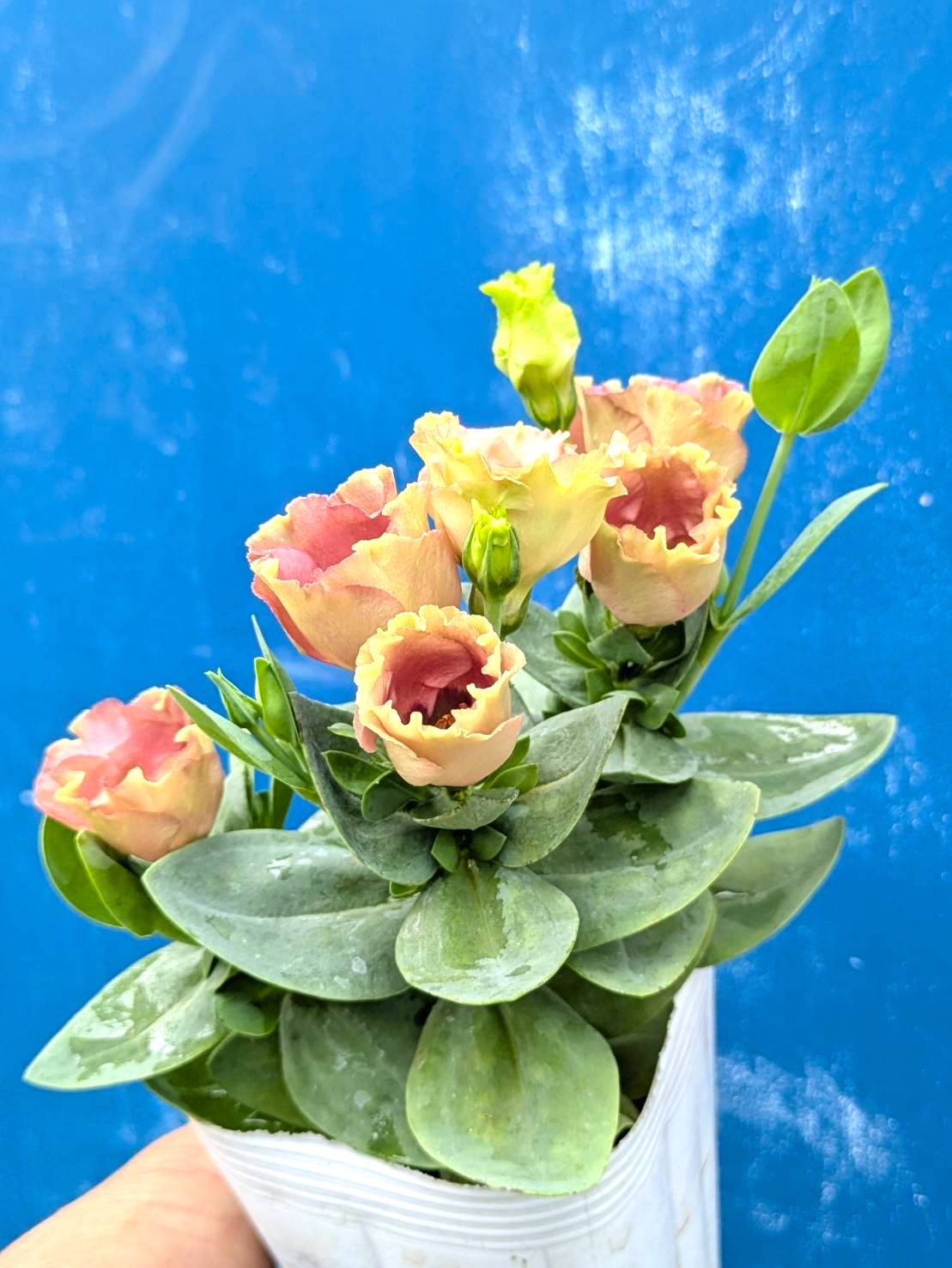 2025.9.5（金）秋の花苗、お待たせしました！ さあ、秋を最高に楽しみ